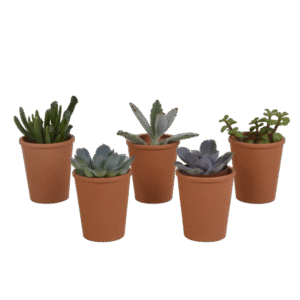 Vetplanten mix 5.5 cm - 5x - in terracotta pot