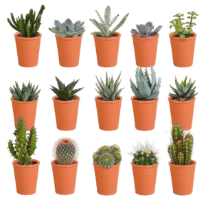 Cactus en vetplanten mix 5.5 cm | 15 stuks - in terracotta pot