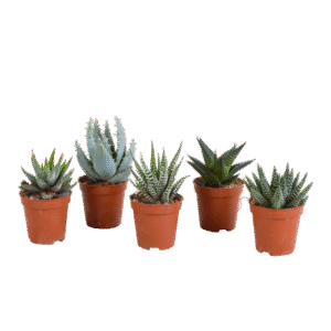 Gasteria/Haworthia mix 5,5cm - zonder pot - 5x