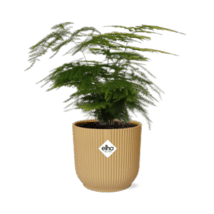 Asparagus Setaceus ‘Plumosus’ in ELHO Vibes Fold 14cm geel