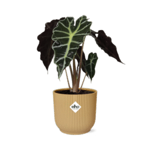 Alocasia ‘Polly’ in ELHO Vibes Fold 14cm geel