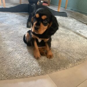 Huisdieren & Voeding