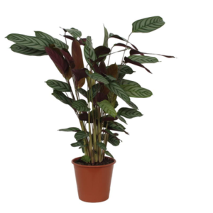 Calathea Compactstar - 90 cm - Ø19cm