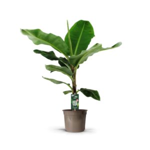 Bananenplant (Musa) -140 cm - Ø35cm